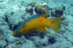 Bodianus rufus