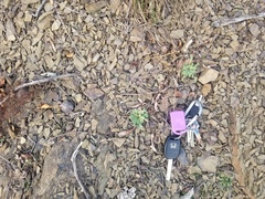 Oenothera argillicola