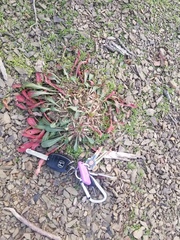 Oenothera argillicola