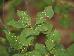 Eriophyes emarginatae