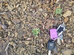 Oenothera argillicola