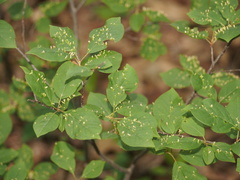 Eriophyes emarginatae