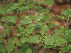 Eriophyes emarginatae