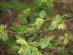 Eriophyes emarginatae