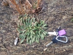Oenothera argillicola