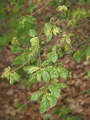 Eriophyes emarginatae