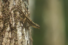 Anolis ocelloscapularis