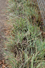 Sisyrinchium hitchcockii