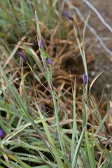 Sisyrinchium hitchcockii