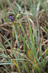 Sisyrinchium hitchcockii