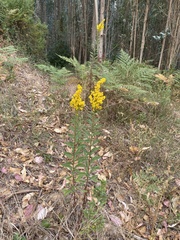 Solidago elongata