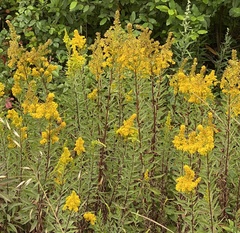 Solidago elongata