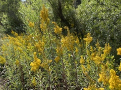 Solidago elongata