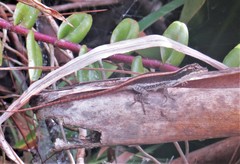 Anolis cusuco