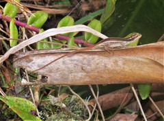 Anolis cusuco