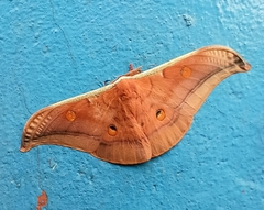 Antheraea assamensis
