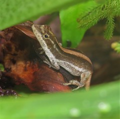 Anolis cusuco