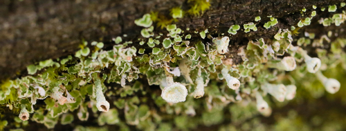 iNaturalist observation photo of pixie cup and reindeer lichens