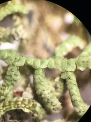 Lepidolaena clavigera