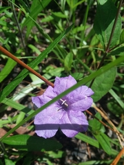 Ruellia pinetorum