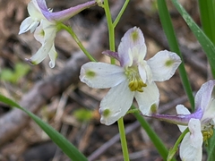 Delphinium hansenii