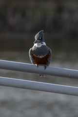 Megaceryle torquata stellata