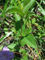 Ruellia pinetorum