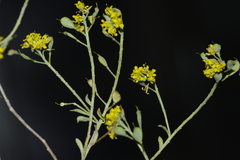 Alyssum serpyllifolium image