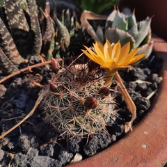 Mammillaria beneckei