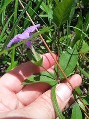 Ruellia pinetorum