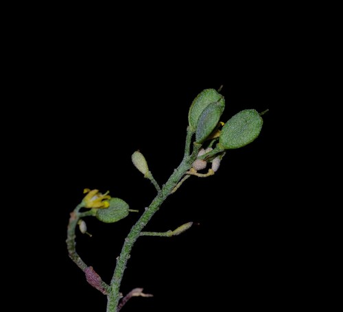 Alyssum serpyllifolium image