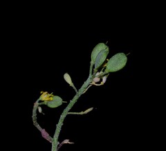 Image of Alyssum serpyllifolium