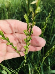 Lolium perenne perenne