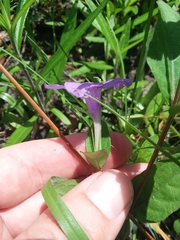 Ruellia pinetorum