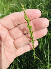 Lolium perenne perenne