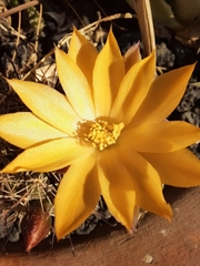 Mammillaria beneckei