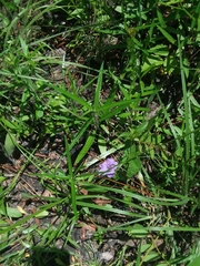 Ruellia pinetorum