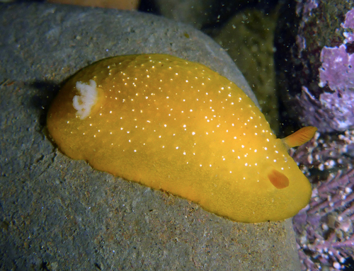 White-speckled Dorid