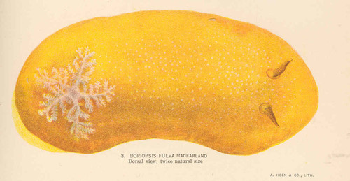 White-speckled Dorid