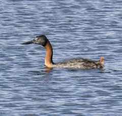Podiceps major navasi