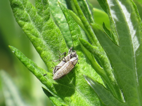 Lixus perforatus