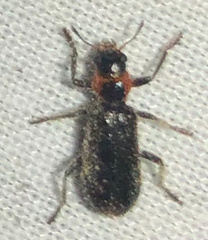 Placopterus thoracicus