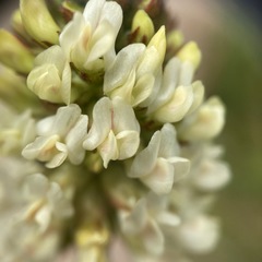 Astragalus pycnostachyus