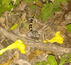 Coleonyx mitratus