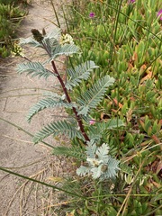 Astragalus pycnostachyus