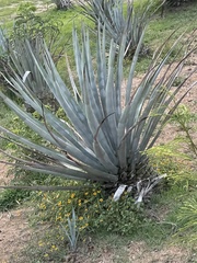 Agave tequilana