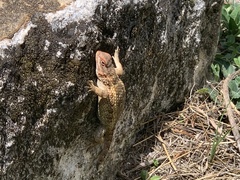 Sceloporus horridus