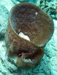 Ircinia campana