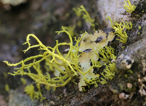 iNaturalist observation photo of wolf lichen