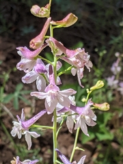 Delphinium hansenii